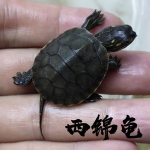 西部锦龟苗活体深水杂食龟小乌龟西锦南锦龟活物宠物龟观赏外塘龟