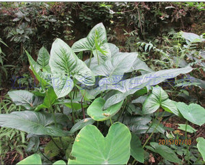 野生簕茨菰 有刺茨菰 水簕芋 七勾紧 刺芋 刺过江 旱茨菇观赏绿植