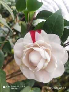 魔术师稀有进口茶花精品嫁接花卉绿植阳台庭院金华晨夕原盆包邮