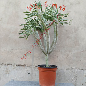 龙血树一物一拍