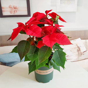一品红植物盆栽鸿运当头开门红红火火四季中国红客厅阳台好养花卉