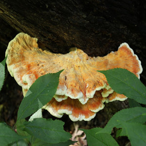 林海农家长白山野生硫黄菌黄芝正品黄灵芝干品中药材切块打粉500g