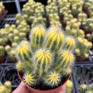 英冠玉锦多头群生仙人球植物盆栽大颗多肉花卉带锦阳台好养绿植