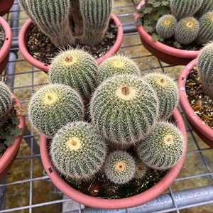 【20公分大球】金冠群生多头仙人球植物盆栽金丝猴开花阳台绿植花