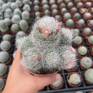 【3年大球】棉花球仙人球植物盆栽稀有高砂吸甲醛软刺肉花卉绿植