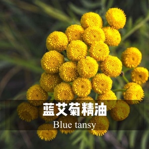 【摩洛哥蓝艾菊精油】摩洛哥蓝艾菊精油品牌,价格 - 阿里巴巴