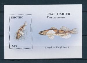 外国动物邮票 莱索托 1998 WWF 组外品 鱼 小型张 全品
