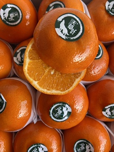 天草泉水沃柑(特优品质)