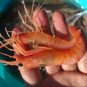 【争鲜海鲜】野生红头虾 鸡尾虾 可生吃红虾 活冻虾非冻品500g