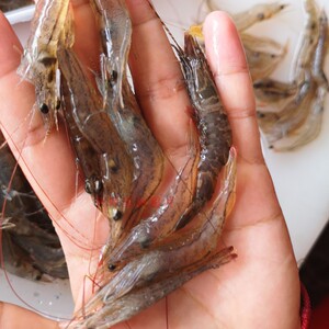 【争鲜海鲜】海钓小海虾 野生杂虾 黑斑节虾 长毛虾 沙虾 500g