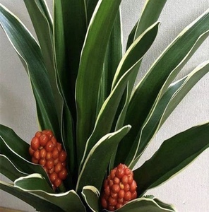 日本金边万年青盆景绿植花卉冬天带一串串红果