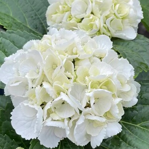 邻家花园大花绣球太阳神殿雪球姬小町艾莎奇妙仙子1加仑原盆原土