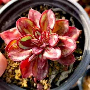 丸叶红司老桩多肉植红色景天特价莲花座全店凑满88包邮