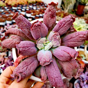 狂野男爵多肉老桩周正可爱盆栽景天绿植防辐射特价全店满19.9包邮