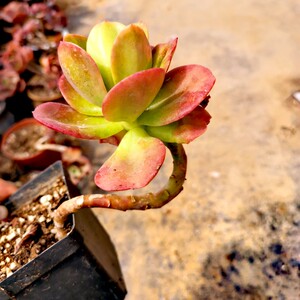 红梅多肉一物一拍