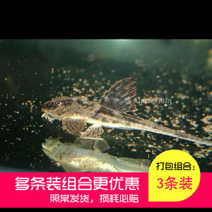 黑魔神直升机鱼4-5cm异型鱼水族淡水热带鱼观赏鱼宠物鱼活体包活