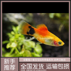 三色牡丹鱼金牡丹卵胎生宝宝热带鱼淡水观赏鱼好养耐活新手鱼活体