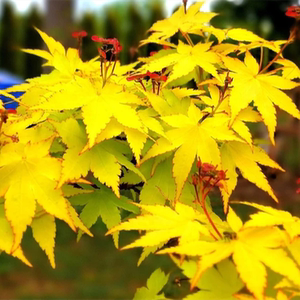 vertumnus淘宝日本枫树鸡爪槭庭院变色红枫女神约旦夏金花园鳗