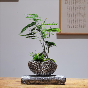 文竹盆景玄关桌面茶台菖蒲苔藓景观中式仿古汉砖摆件造型趣味盆栽