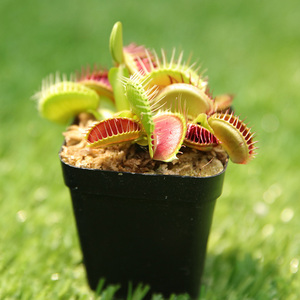 【单品包邮】捕蝇草盆栽盆景超大食虫植物食人花卉趣味捕蚊捕虫