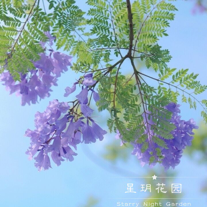 多年生花卉蓝花楹蓝楹花树苗盆栽绿植别墅花园树灌木庭院别墅植物