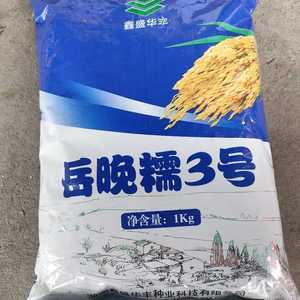 岳晚糯3号优质糯谷糯米种子迟熟晚糯谷种子生育期123天糯性强高产