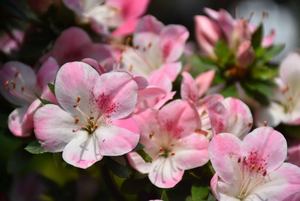 皋月系列"碧空"mickyzhu2阿里巴巴为您推荐日本杜鹃产品的详细参数