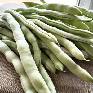 东北白豆角芸豆新鲜四季豆农家特产白大架白扁豆应季蔬菜现摘5斤