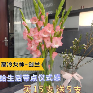 【剑兰花鲜花】剑兰花鲜花品牌,价格 阿里巴巴