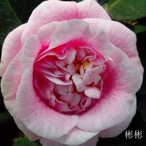 牧童之神 福建龙岩永福名贵进口赛牡丹系列茶花阳台庭院高档绿植