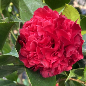 紫金冠铁骨牡丹茶花苗盆栽深红色牡丹型大花品种高档庭院花园绿植