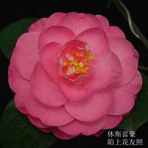 休斯富豪 胡斯 进口大型云杂茶花品种苗高档庭院阳台客厅花园绿植