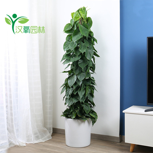 客厅耐寒绿植大型