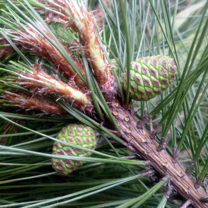 野生新鲜嫩松果500g正宗衡山马尾青松果松塔泡酒煮茶天然食材入药