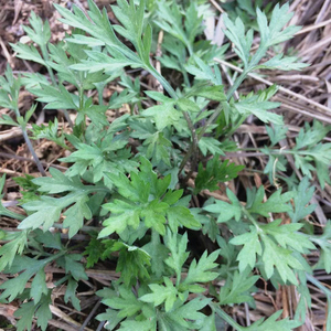 野生新鲜青艾蒿子草2斤diy湖南蒿子粑社饭青团食材用精选农村野菜