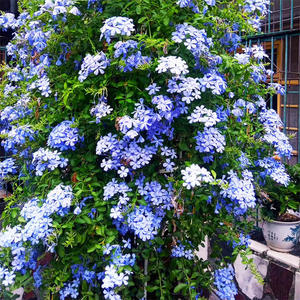 蓝雪花盆栽兰雪花带花苞阳台庭院爬藤花苗大苗四季花卉耐热可扦插