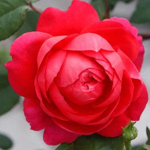 本杰明布里顿月季