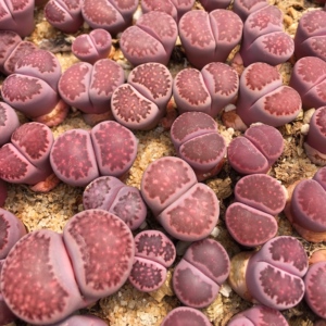 多肉植物 紫李3年以上生石花单颗 阳台办公萌肉盆栽 吸甲醛防辐射