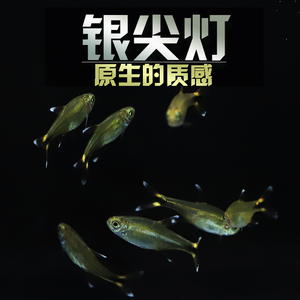 银尖灯迷你灯鱼活体观赏鱼小型热带鱼草缸群游鱼红绿灯混养鱼新手