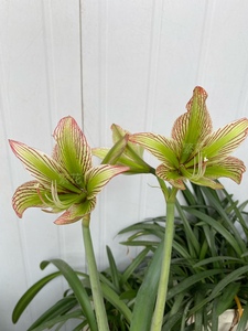 伊瓜苏朱顶红绿瓜绿色个体原生朱顶红,原生侧球,纯正包对版