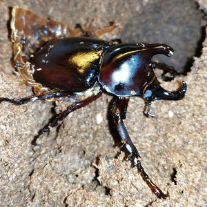 独角仙甲虫宠物成虫幼虫姬兜爬虫巨型超大个体兜虫花金龟活体锹甲