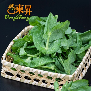 东升农场 荷豆苗 豆苗 豌豆尖 新鲜配送200g