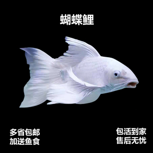 【台湾龙鲤】台湾龙鲤品牌,价格 - 阿里巴巴