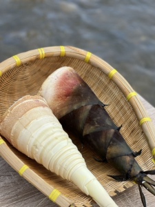 00271106409li淘宝甜笋 甜龙竹笋 甜笋 新鲜现挖云南思茅笋 小春雷