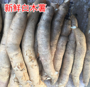 包邮广东木薯新鲜现挖白皮白肉木薯粗粮3/4/5斤/10斤