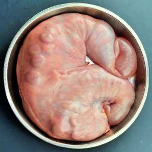 新鲜山羊紫河车羊胎 食用羊肉山羊胎盘养房子包衣乳羊刷火锅 烧烤