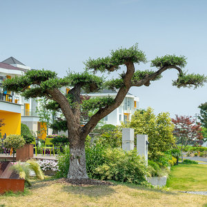 别墅景观树的最佳树种图片