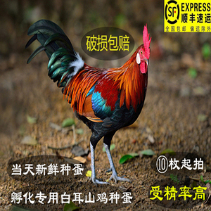海南白耳原鸡