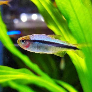 皇室青魔鬼灯鱼南美稀有灯鱼群游活体观赏小型热带鱼高端好养草缸