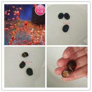 【蓝神秘螺】蓝神秘螺品牌,价格 - 阿里巴巴